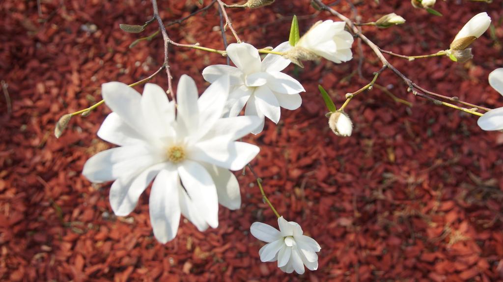 شقة Namelis Prie Magnolijos دروسكينينكاي المظهر الخارجي الصورة